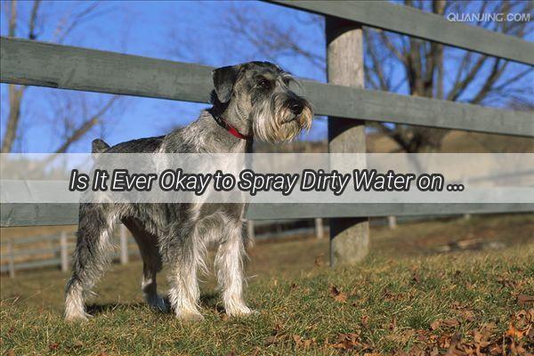 Is It Ever Okay to Spray Dirty Water on Dogs A Surprising Dive into the Dog World